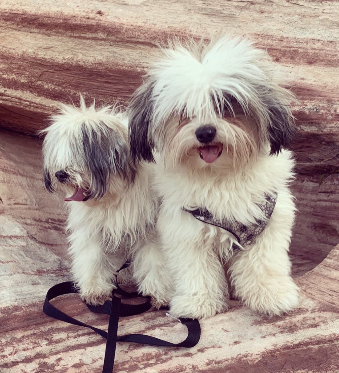 Rocky - Original Photo